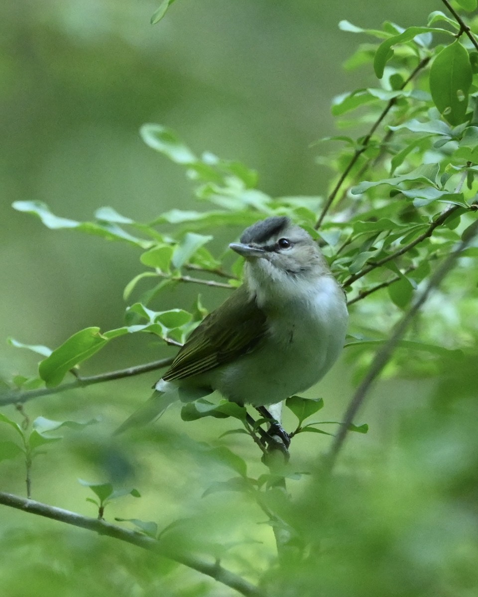 Vireo Ojirrojo - ML561687091