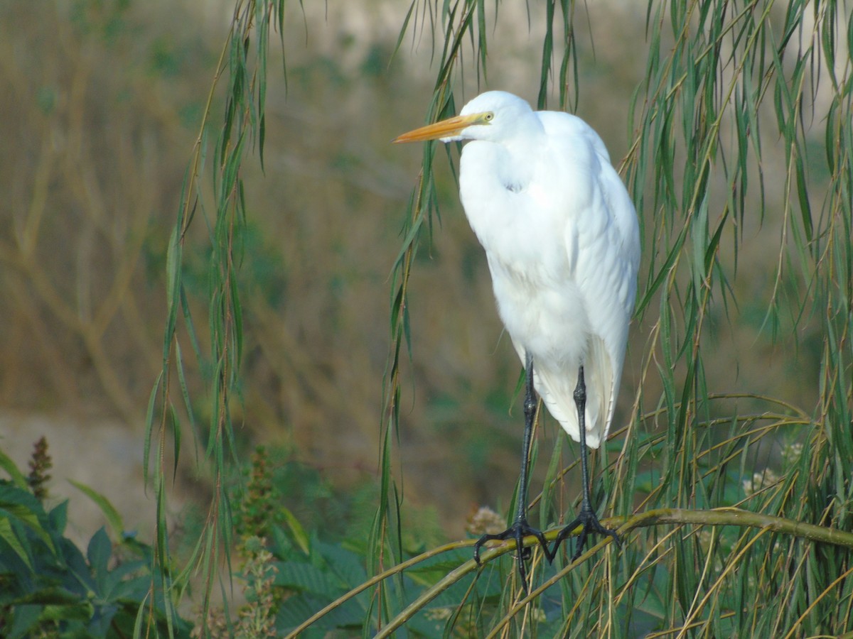 Grande Aigrette - ML561687391