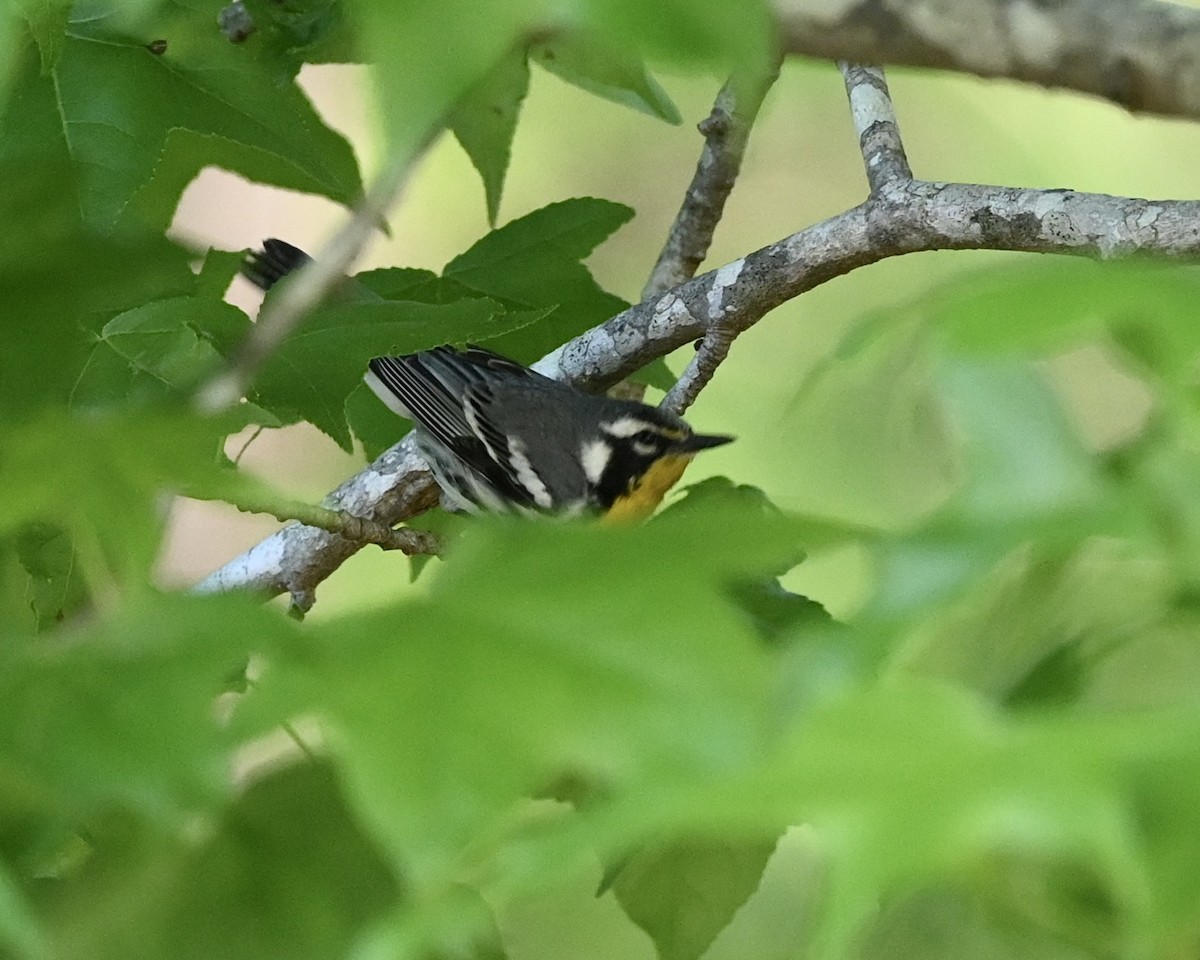 Yellow-throated Warbler - ML561687841