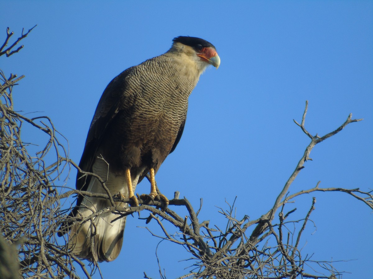 Caracara huppé - ML561688001