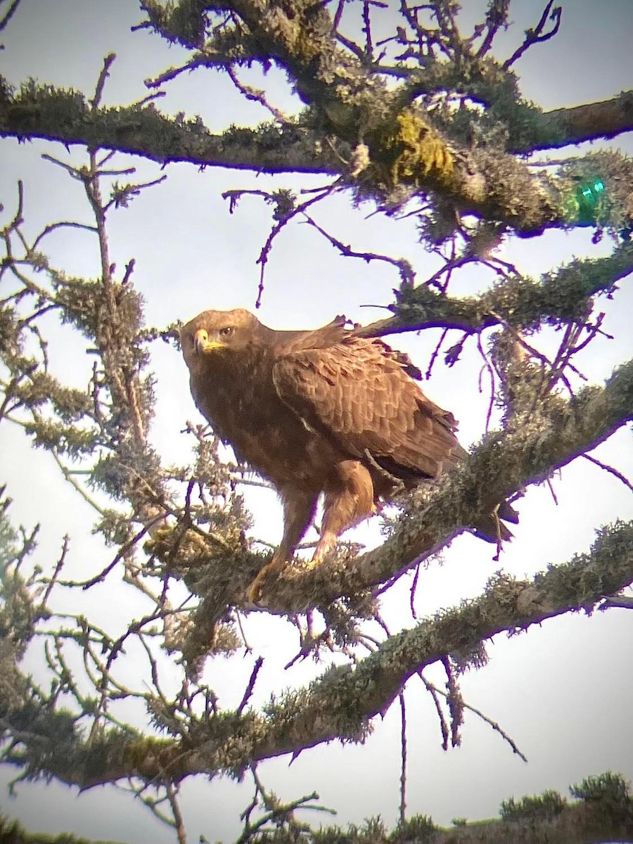 Lesser Spotted Eagle - ML561688761