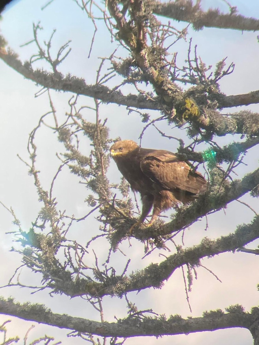 Lesser Spotted Eagle - ML561688781