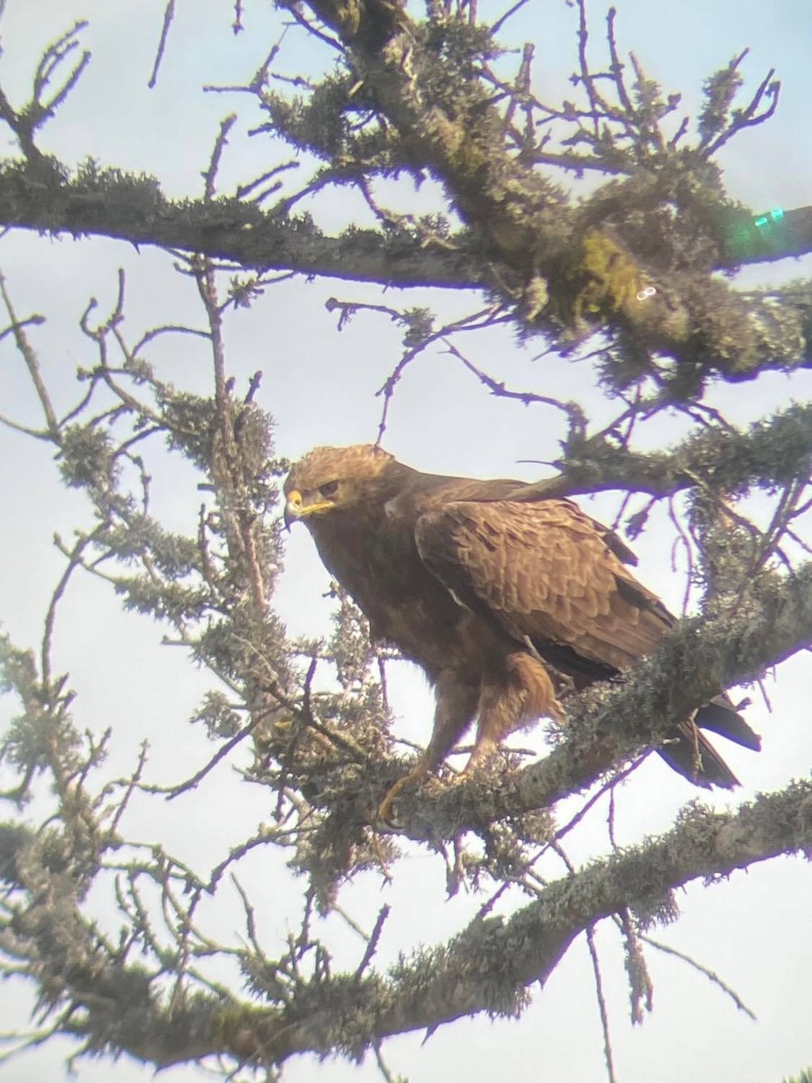 Lesser Spotted Eagle - ML561688791