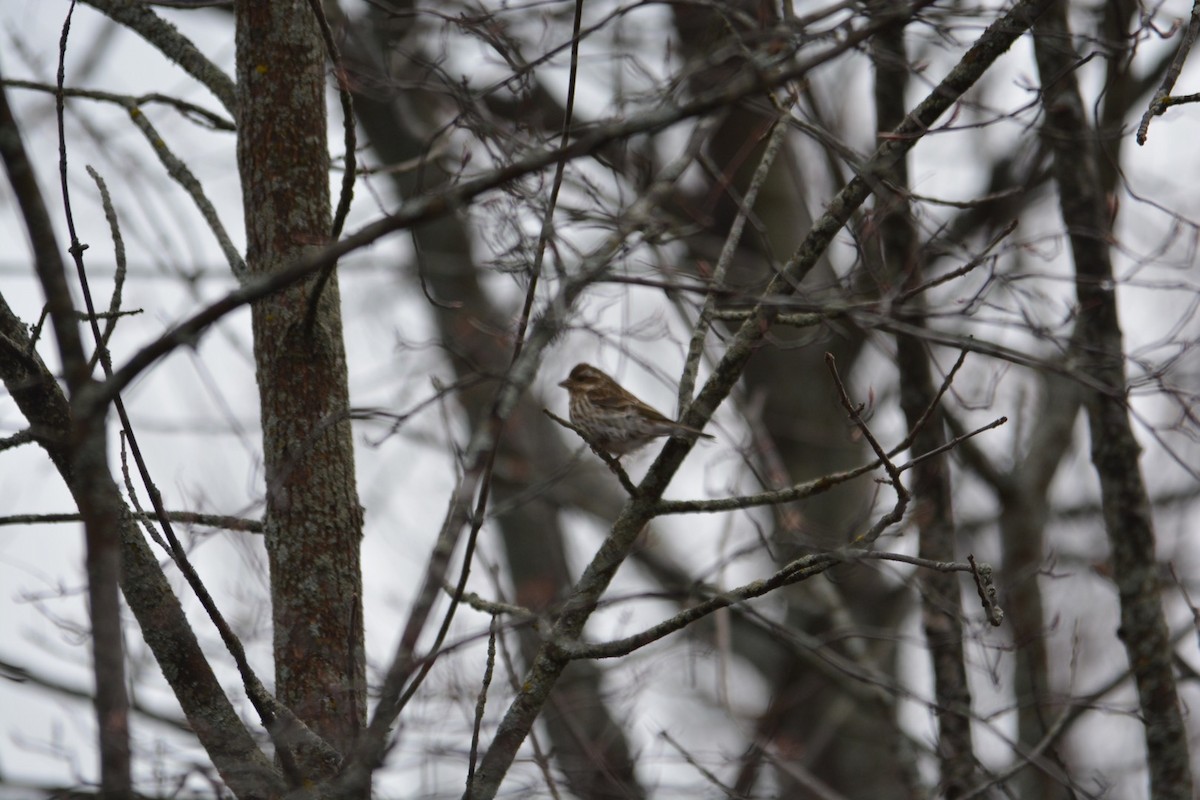 Purple Finch - ML561689791