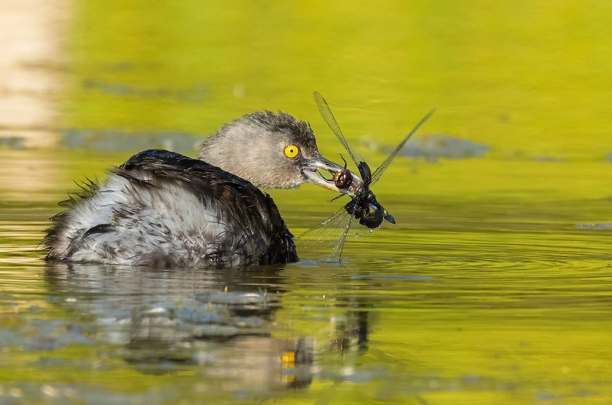 Least Grebe - ML561689961