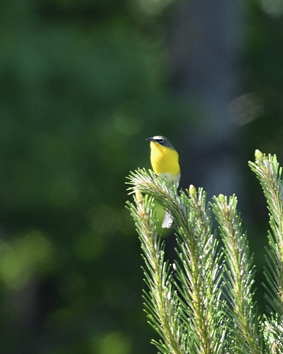 Yellow-breasted Chat - ML561689971