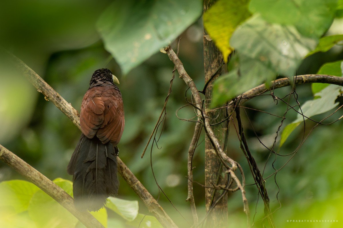 Green-billed Coucal - Prabath Gunasekara