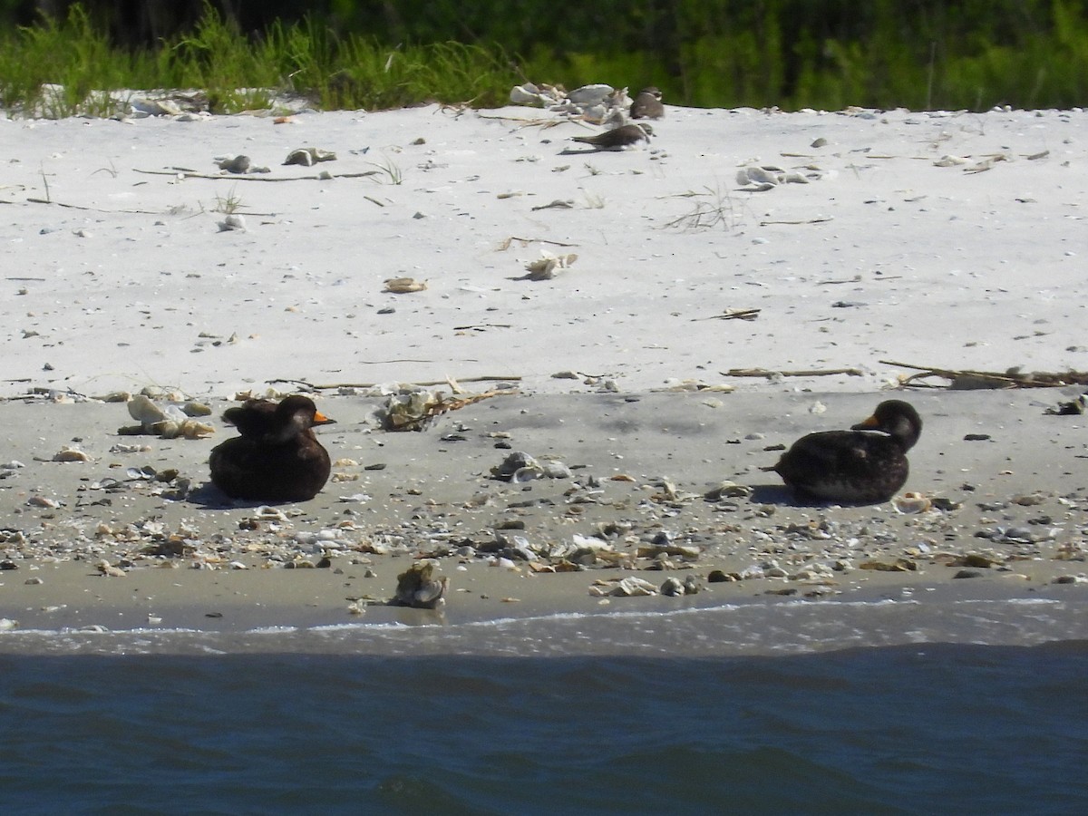 Black Scoter - Anne Ensign