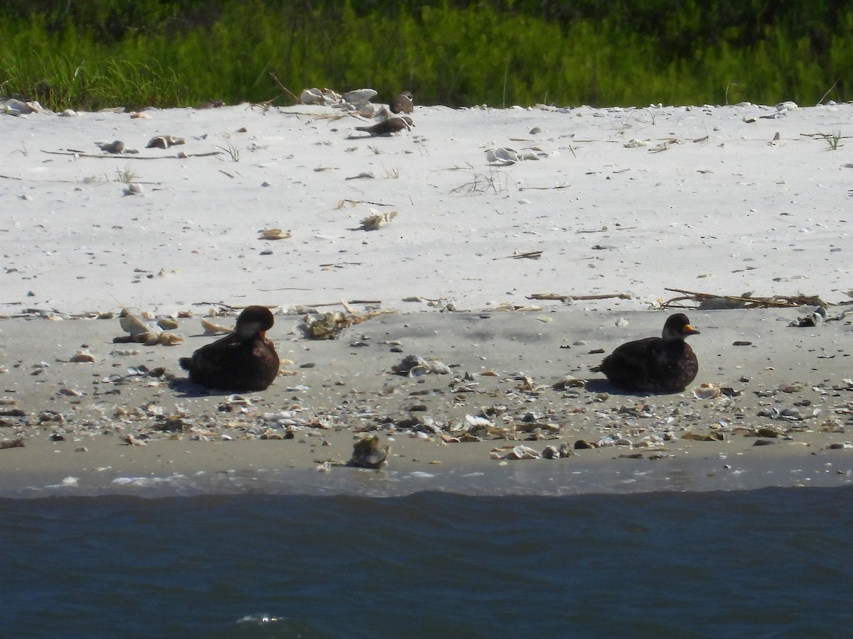 Black Scoter - ML561690791