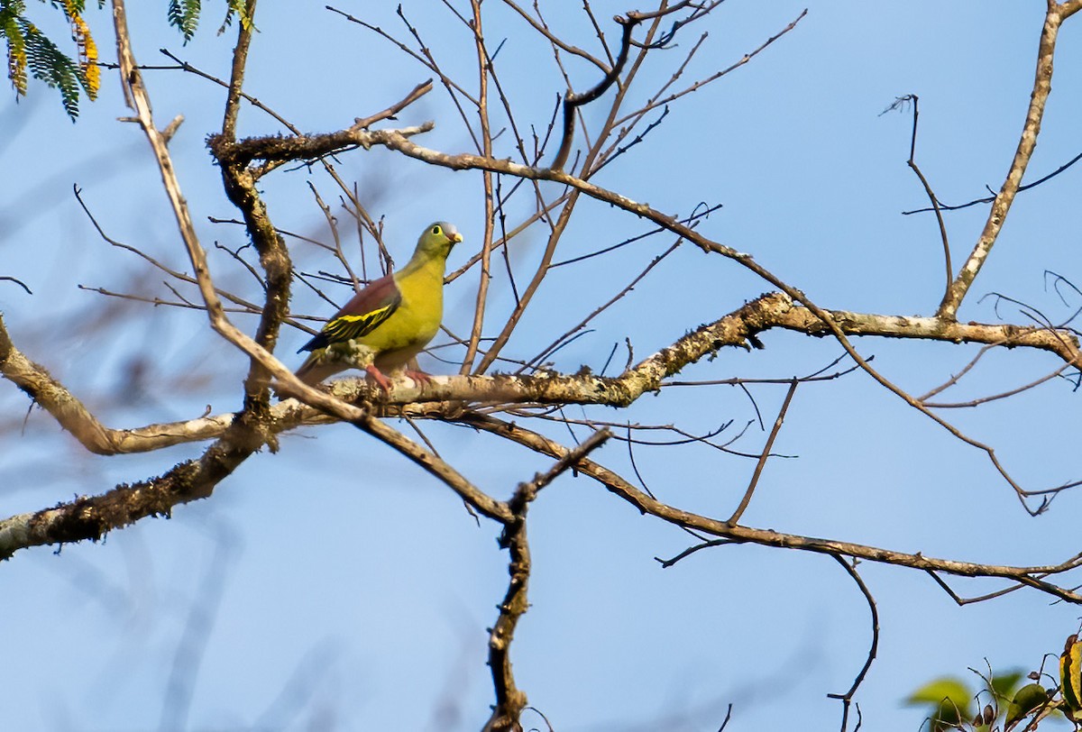 Thick-billed Green-Pigeon - ML561691021