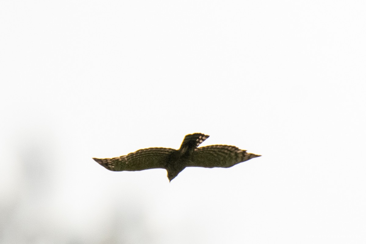 Legge's Hawk-Eagle - Prabath Gunasekara