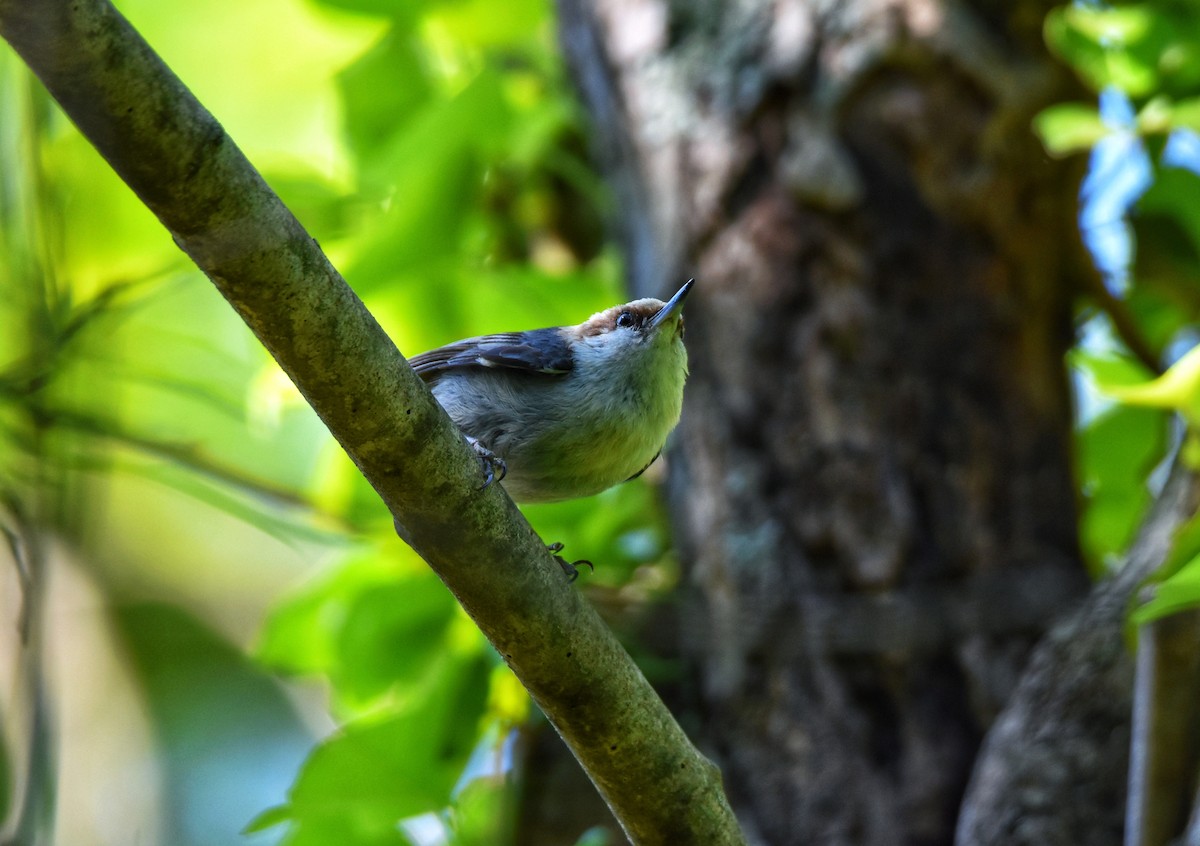 Brown-headed Nuthatch - ML561692711