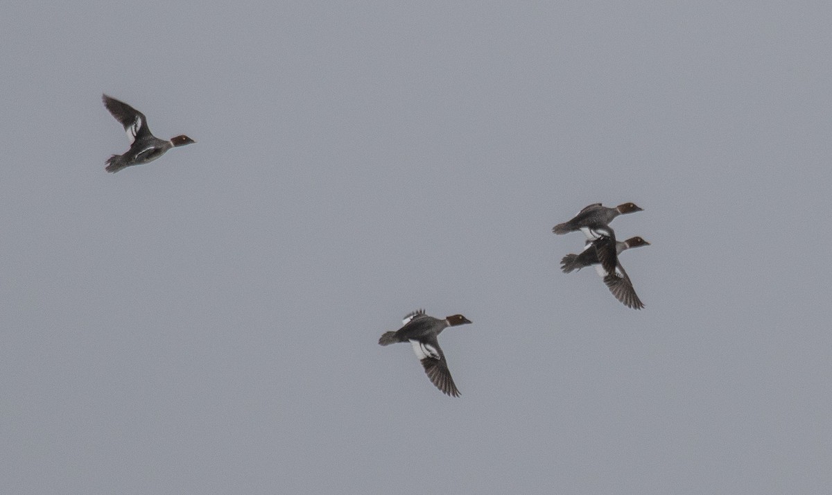 Common Goldeneye - ML561694851