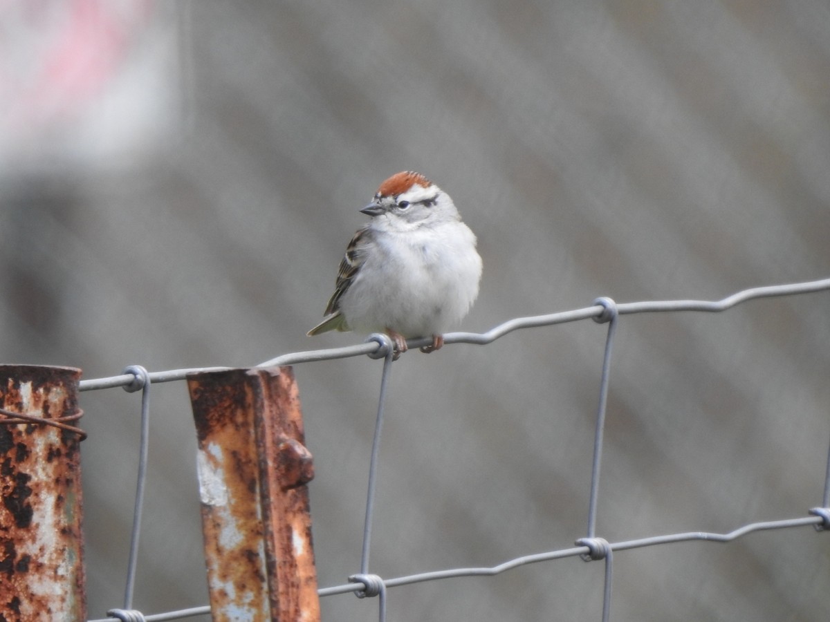 Chipping Sparrow - ML561694971