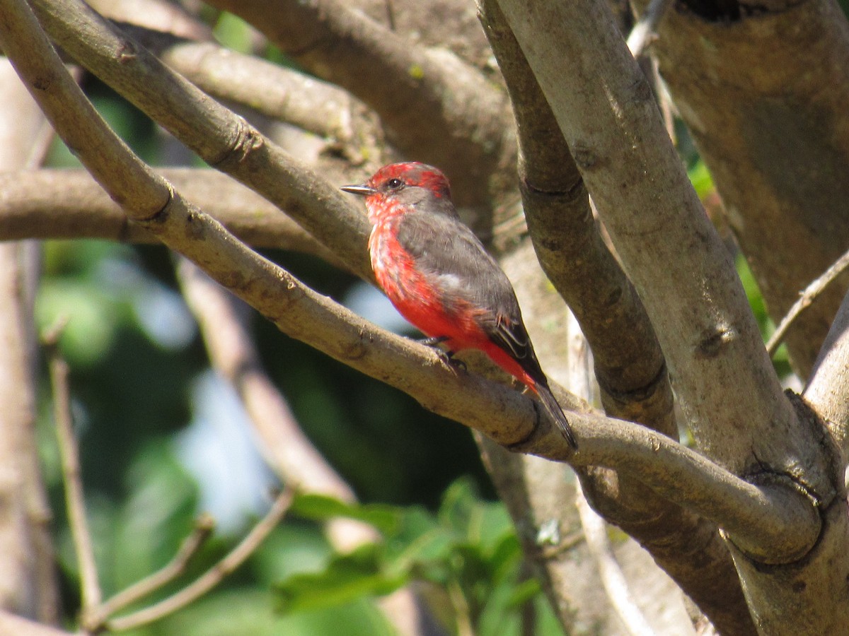 Vermilion Flycatcher - ML561695471