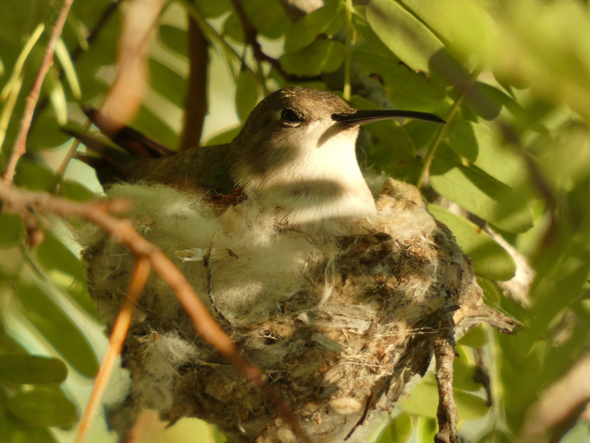 Colibrí de Inagua - ML561695621