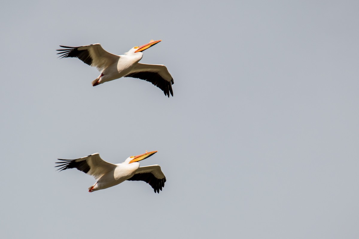 American White Pelican - ML561695631