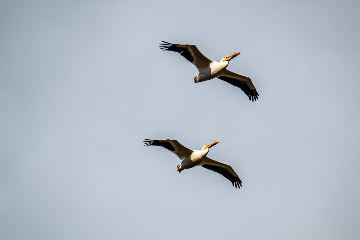 American White Pelican - ML561695641