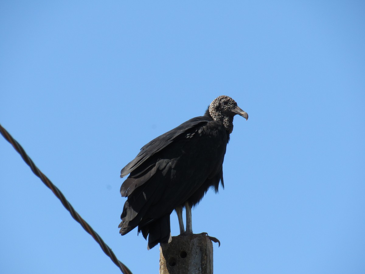 Black Vulture - ML561695911