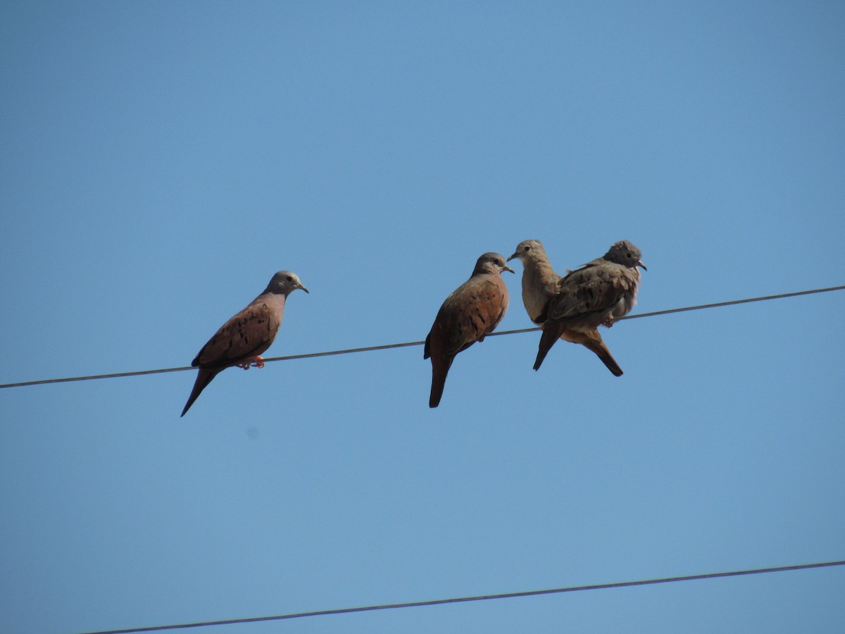 Ruddy Ground Dove - ML561696851