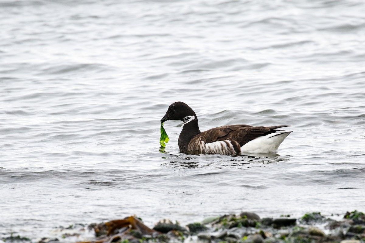 Brant - ML561697941