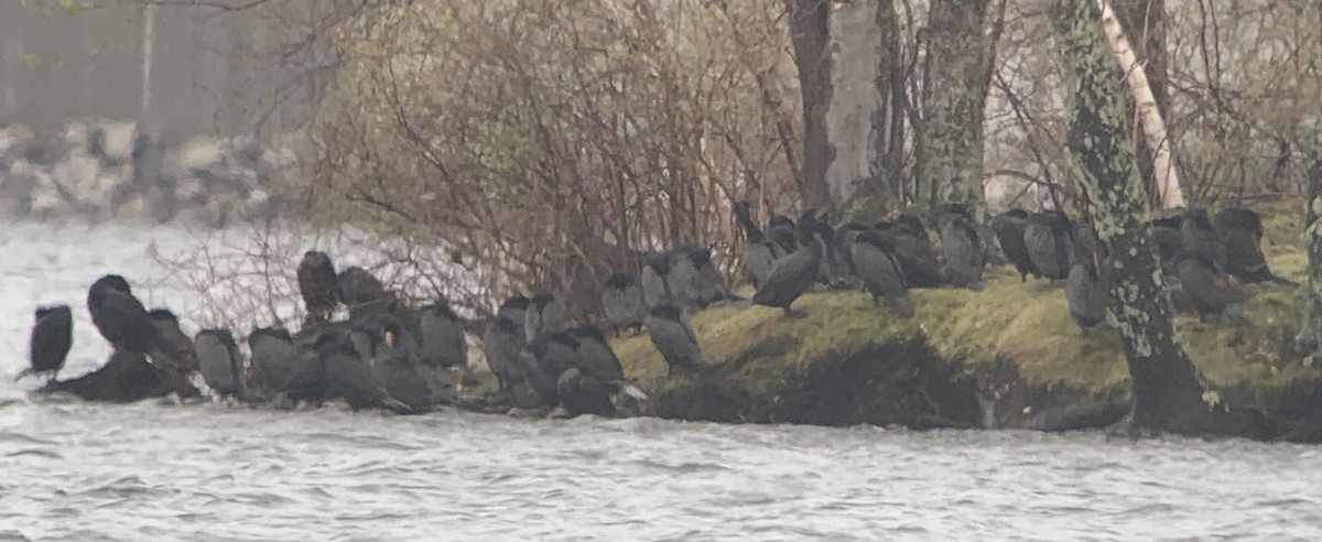 Double-crested Cormorant - ML561698711