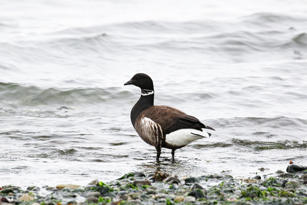 Brant - ML561699301