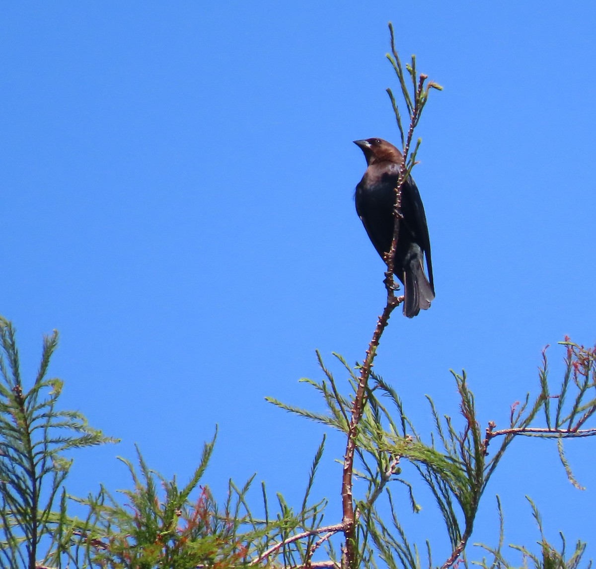 Brown-headed Cowbird - ML561699681