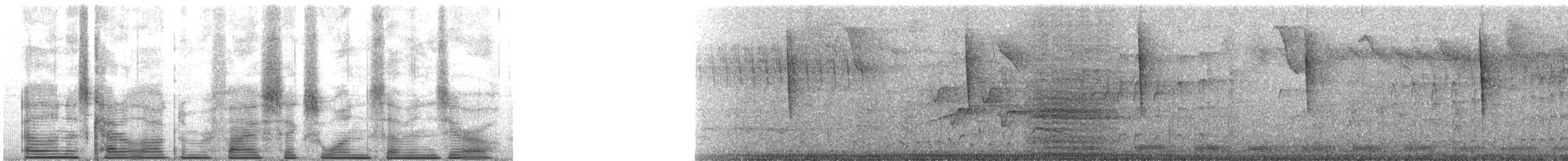 Regenkuckuck - ML56170