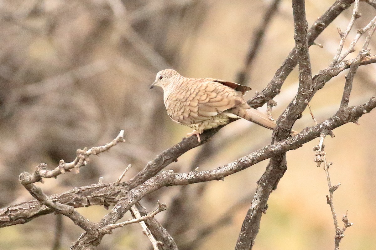 Inca Dove - Lawrence Haller