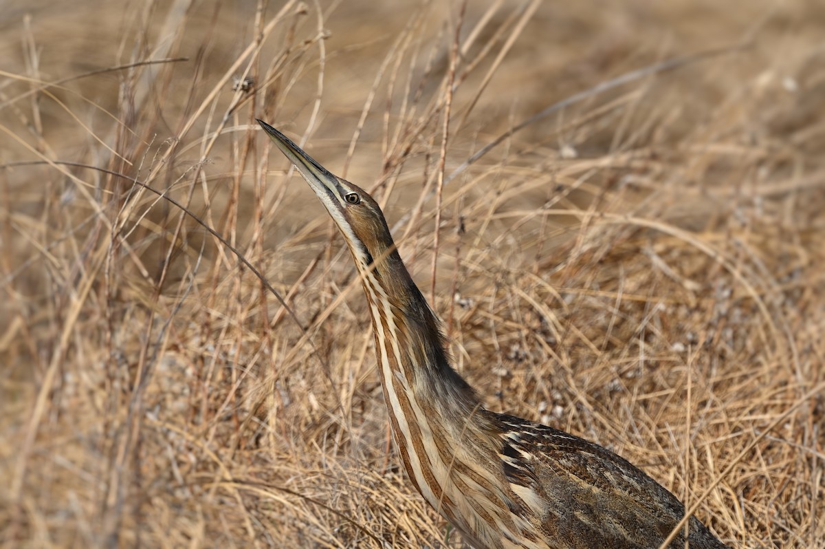 American Bittern - ML561700351