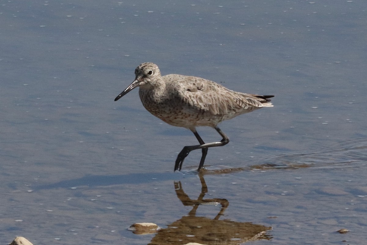 Willet (Western) - Eric DeFonso 🦑