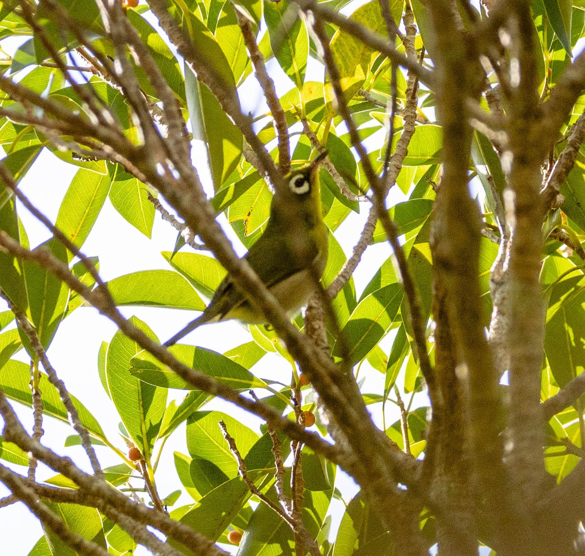 Neukaledonien-Brillenvogel - ML561700711