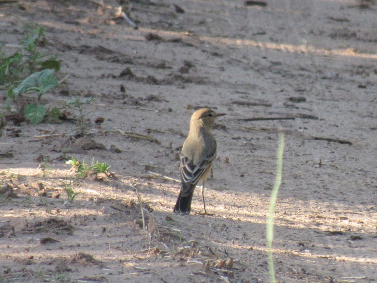 Lesser Shrike-Tyrant - ML561700851