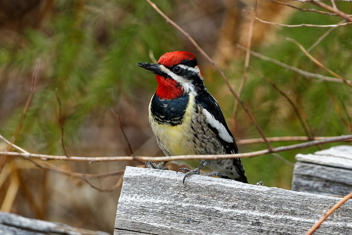 Red-naped Sapsucker - ML561701001