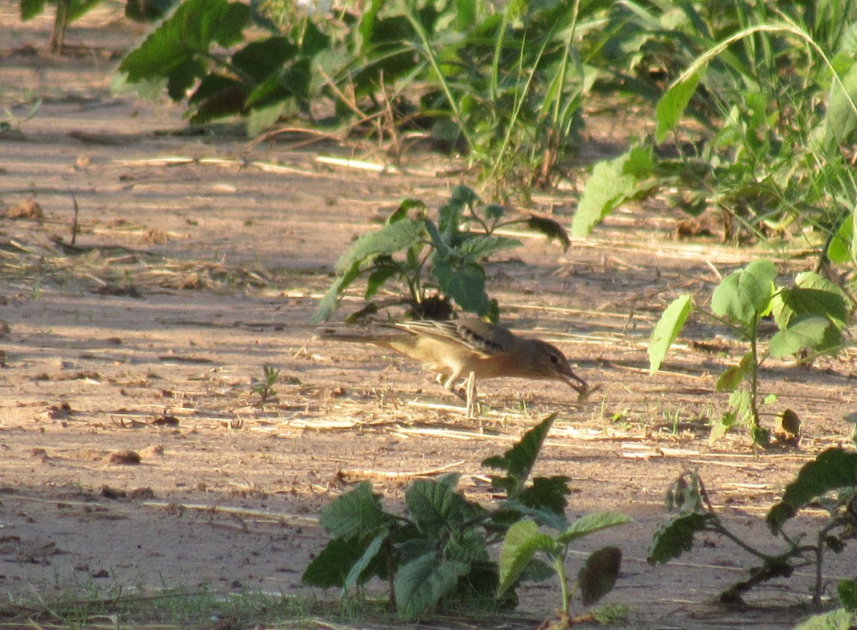 Lesser Shrike-Tyrant - Matias Almeida