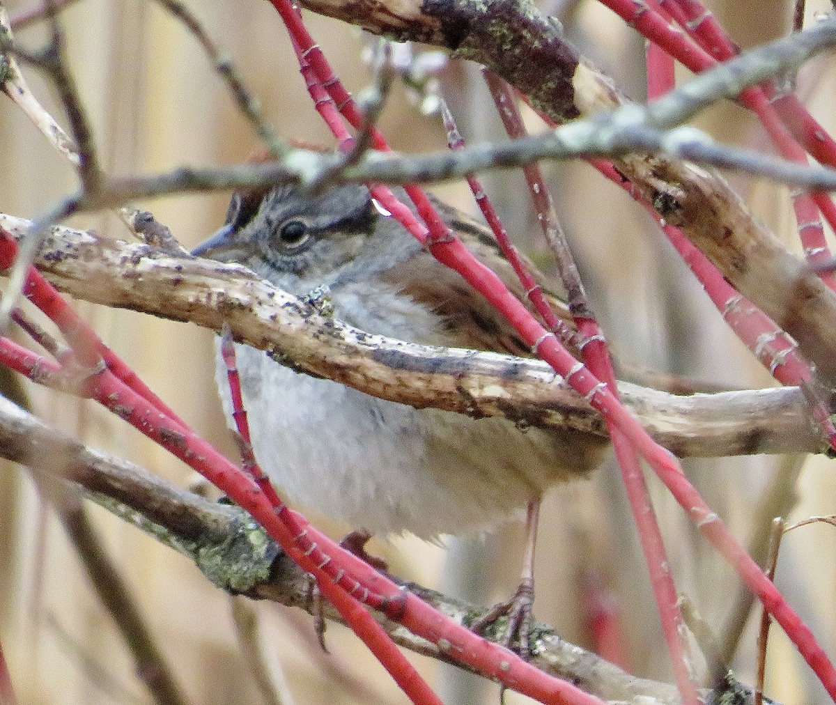 Swamp Sparrow - ML561701551