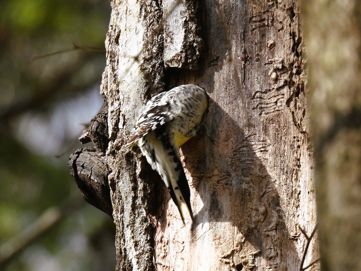 Yellow-bellied Sapsucker - Cheryl Ring