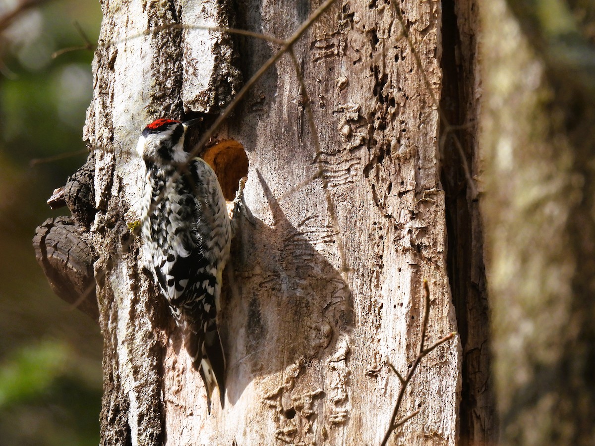 Yellow-bellied Sapsucker - Cheryl Ring