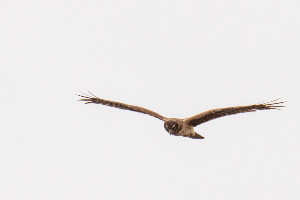 Northern Harrier - ML561703531