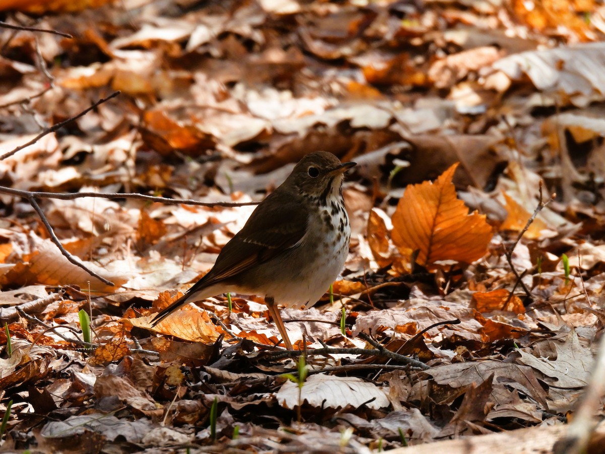 Hermit Thrush - Cheryl Ring