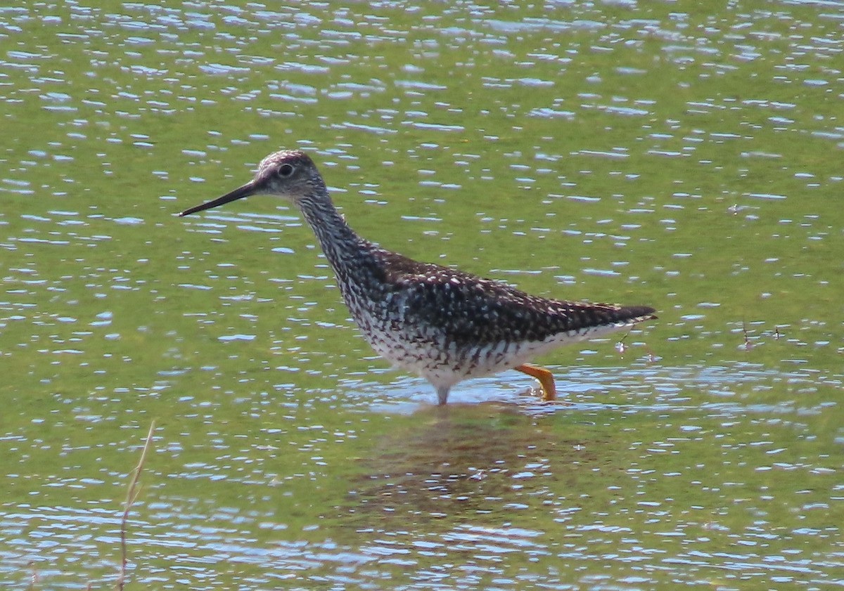 Greater Yellowlegs - Jeff Hopkins