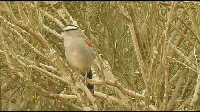 Black-crowned Tchagra - ML561706081