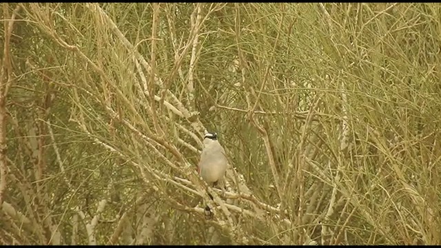 Black-crowned Tchagra - ML561706091