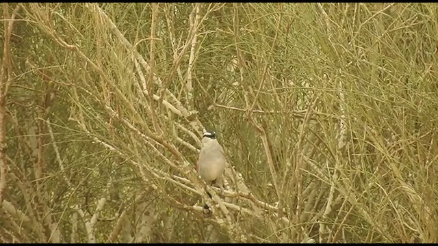 Black-crowned Tchagra - ML561706091