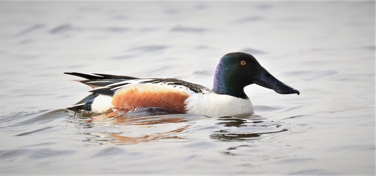 Northern Shoveler - ML561706991