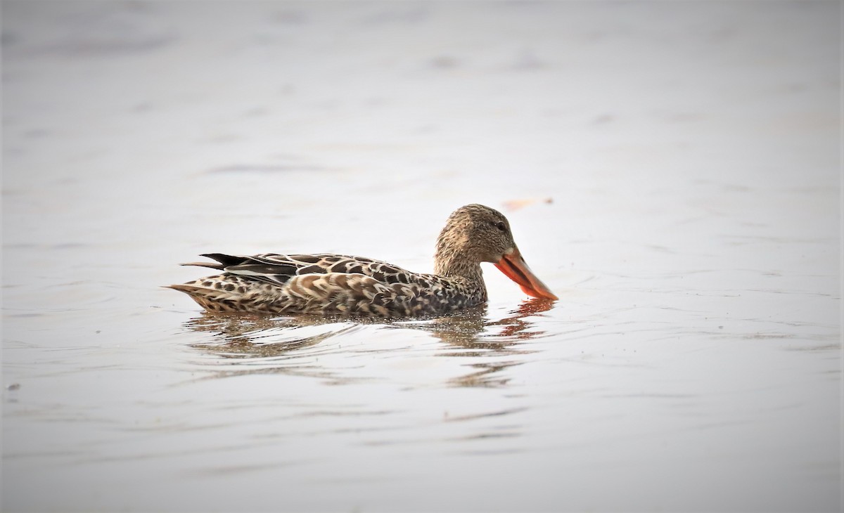 Northern Shoveler - ML561707021