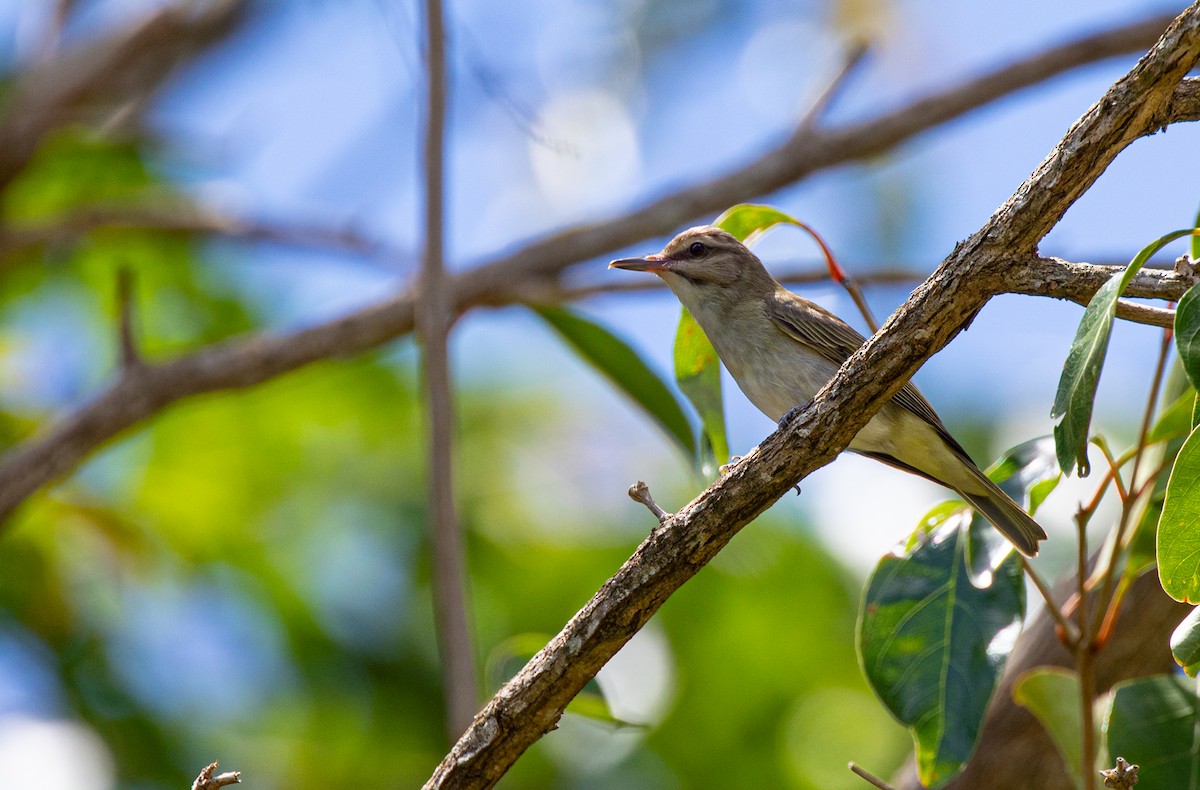Black-whiskered Vireo - Anonymous