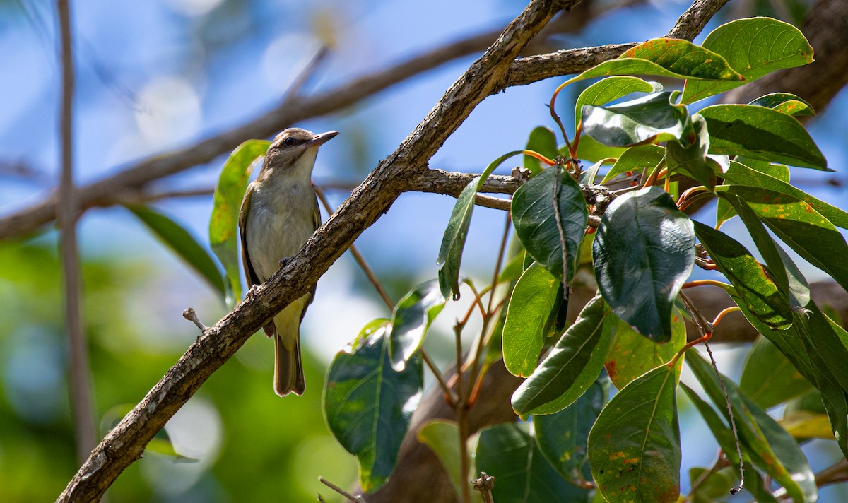 Black-whiskered Vireo - Anonymous