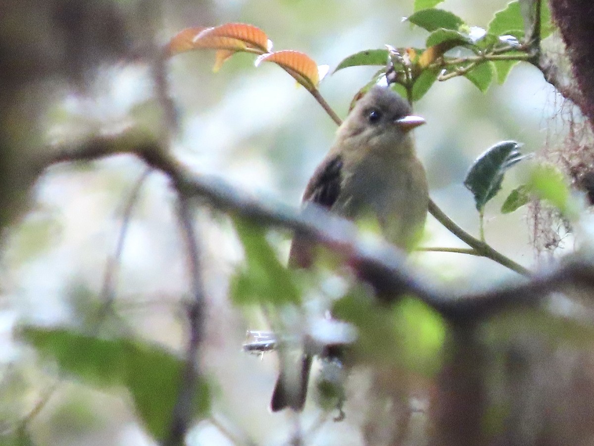 Ochraceous Pewee - ML561709271